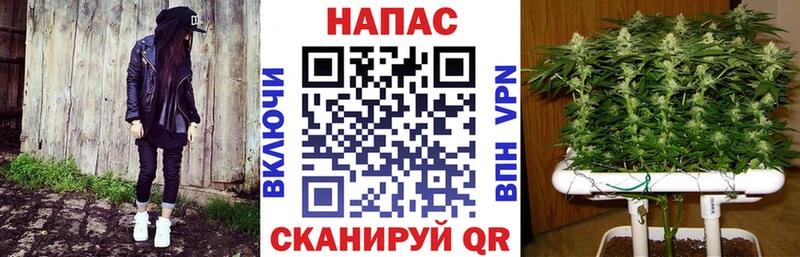 Шишки марихуана планчик Шахты